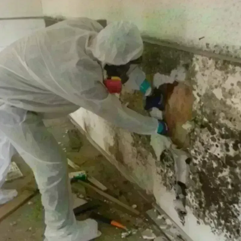 Mold Remediation and Removal in Basile, LA